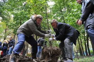 Глава департамента природопользования и охраны окружающей среды Антон Кульбачевский учавствует в посадке деревьев во дворе дома 30/32 на Кутузовском проспекте.